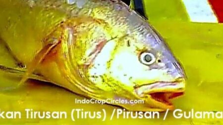 Gelembung Renang Ikan Tirusan Rp. 200 Juta! Apa Manfaatnya?